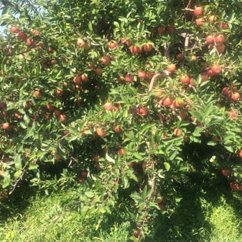 Masker Orchards - Calling your name - Fruits & Veggies Near Me - Warwick, New York