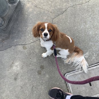 Surfside Dog Academy - Sitting in command at every light during our walks - Pet Training Near Me Surfside Dog Academy - Sitting in command at every light during our walks - Pet Training Near Me