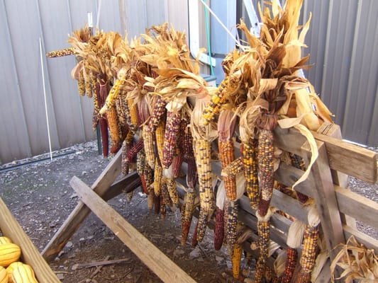 Curtis Orchard & Pumpkin Patch by null