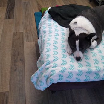 Epic Floors - Our family, including Pupper Eileen, love this durable, attractive laminate from Epic. - Flooring Near Me - Wauconda, Illinois