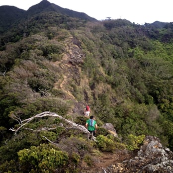Kulepeamoa Ridge Hike - Another section with a drop off on one side. - Hiking Near Me - Honolulu, Hawaii Kulepeamoa Ridge Hike - Another section with a drop off on one side. - Hiking Near Me - Honolulu, Hawaii
