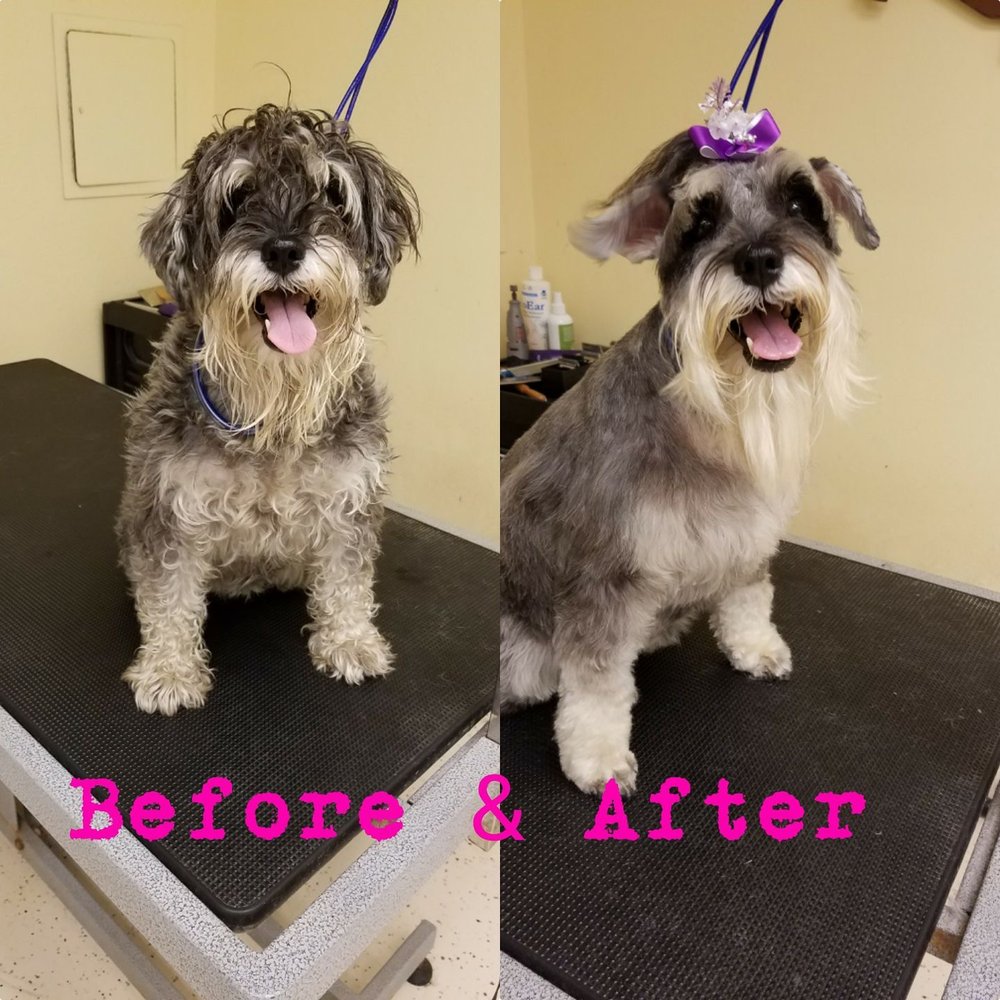GLORYPAWS DOG GROOMING Request an Appointment 42 Photos Orlando