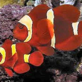 Eco Reef Corals - Local Fish Stores Near Me - Venice, Florida