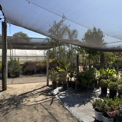 Stepping Stone Nursery - Huge selection!