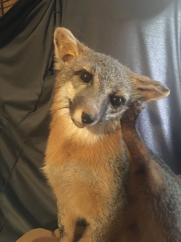 Hog Country Taxidermy - taxidermy in Prairie Grove, AR