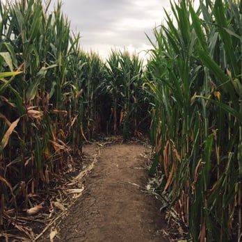 Cool Patch Pumpkins - Corn maze on a rainy day! - Pumpkin Patches Near Me - Dixon, California