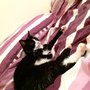 Boote Home For Cats