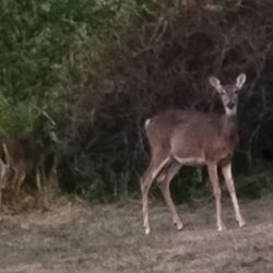Bourbon Ridge Retreat - Wildlife that came to visit