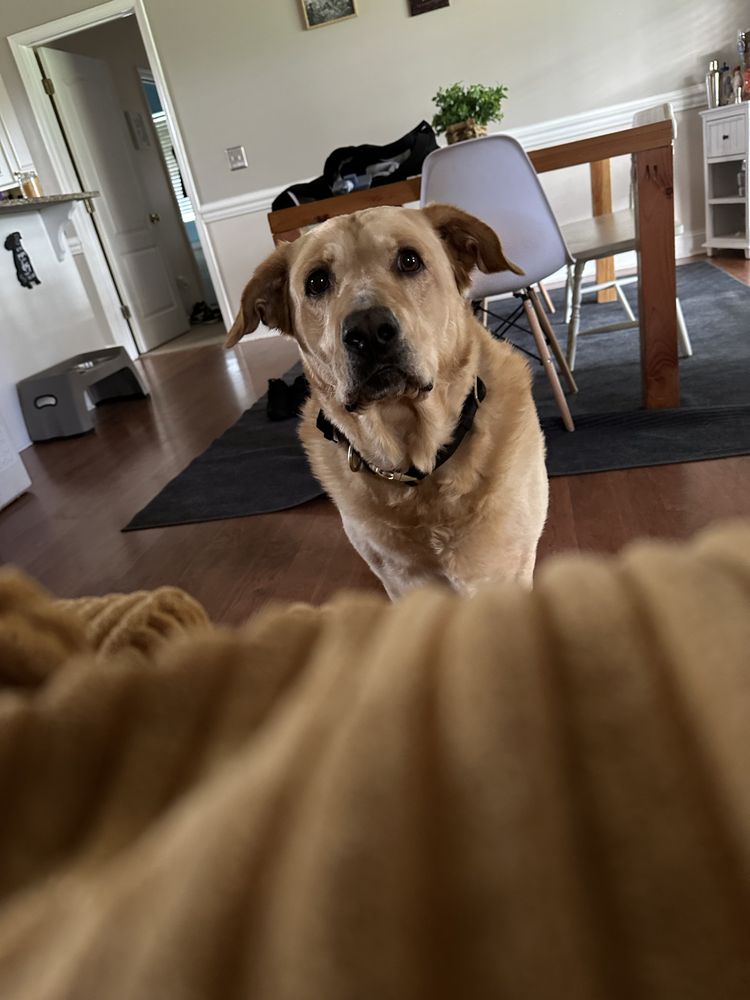 Tiny Paws Pet Services - pet boarding facility in Savannah, GA