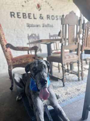 Rebel & Rose Neighborhood Bar by null