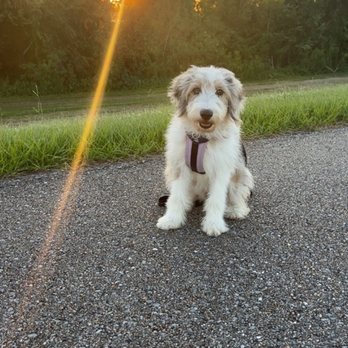 VEG ER for Pets - This is Charlotte feeling better. - Emergency Pet Hospital Near Me - Katy, Texas