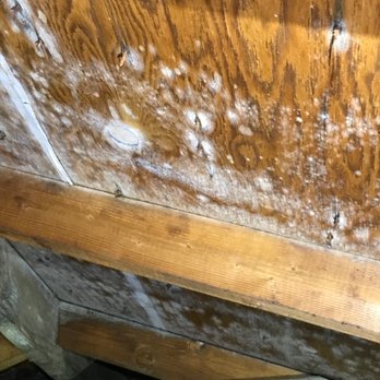Zoom Home Inspections - Fungal growth in attic of home in Seattle - Home Inspectors Near Me - Issaquah, Washington Zoom Home Inspections - Fungal growth in attic of home in Seattle - Home Inspectors Near Me - Issaquah, Washington