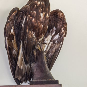 Aztalan Museum - Old Abe, Wisconsin's War Eagle? Perhaps. - Museums Near Me