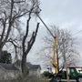 Legacy Brothers Tree Service