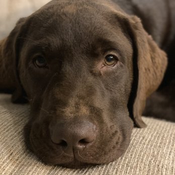 InSight Psychology - Mogi, our office pet - Psychologists Near Me - Scottsdale, Arizona InSight Psychology - Mogi, our office pet - Psychologists Near Me - Scottsdale, Arizona