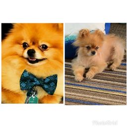 My little boy before thyroid problems and Alopecia (hair loss) and after he got sick.