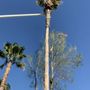 Photo of AA Jorgeez Trees