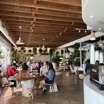 Palomino Coffee - Coffee & Tea Near Me - Austin, Texas