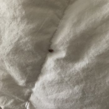 Kimpton Hotel Monaco Baltimore Inner Harbor - This is the bedbug I found on my comforter in room #807. - Hotels Near Me - Baltimore, Maryland