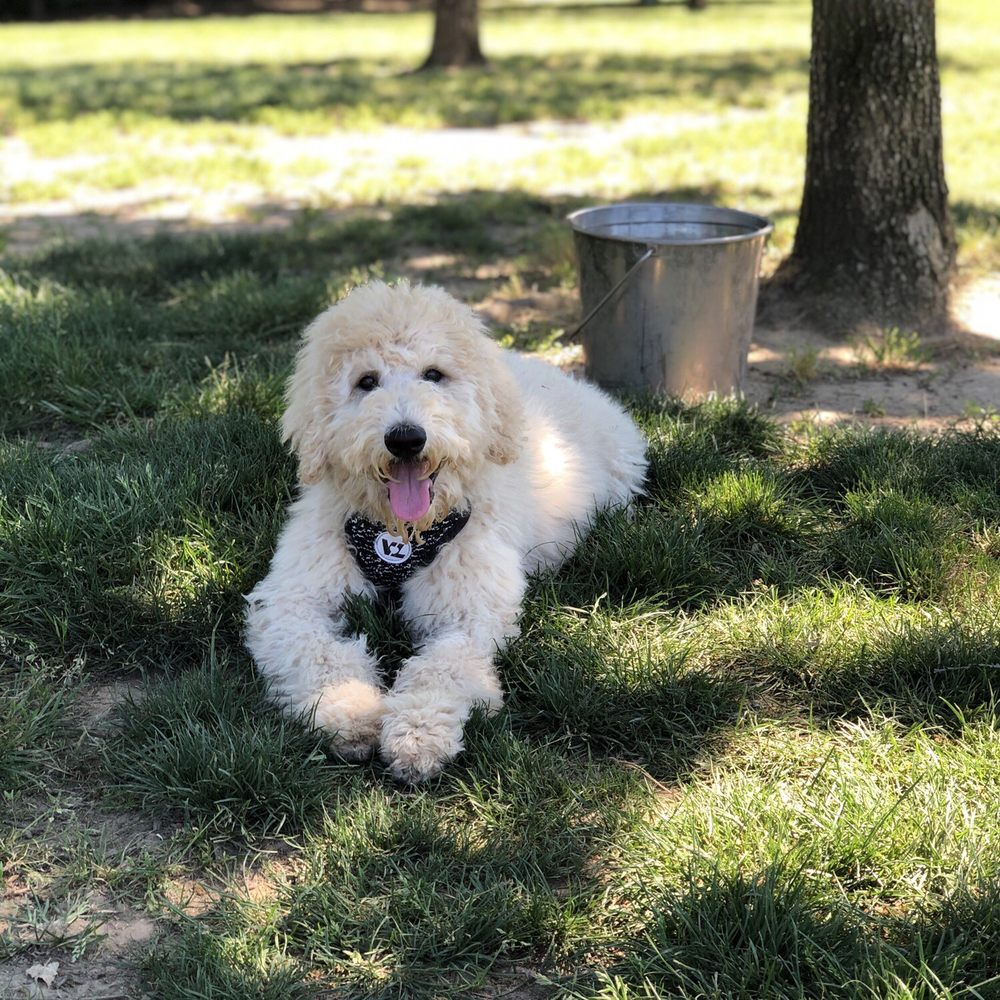 Oliver found some shade at the park Oliver found some shade at the park