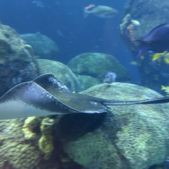 Tennessee Aquarium - Aquariums Near Me - Chattanooga, Tennessee Tennessee Aquarium - Aquariums Near Me - Chattanooga, Tennessee