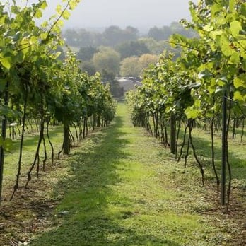 Bolney Wine Estate - Wine Bars Near Me - Haywards Heath, WSX