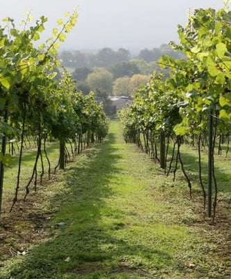 Bolney Wine Estate by null