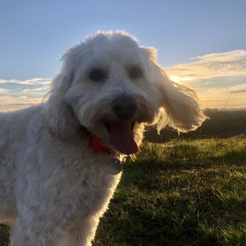 Sunshine K9 - Pet Training Near Me