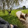 Photo of Hundewiese Seekirchen