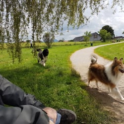 Hundewiese Seekirchen