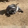 Photo of Unity Farm Sanctuary