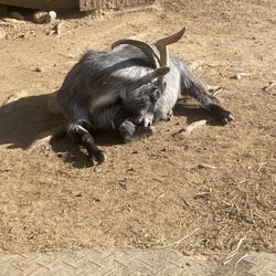 Unity Farm Sanctuary