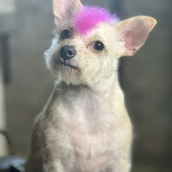 Furry Land - Check out this handmade pup! We offer pet safe dye that'll surely spruce up your pet's look - Pet Groomers Near Me Furry Land - Check out this handmade pup! We offer pet safe dye that'll surely spruce up your pet's look - Pet Groomers Near Me