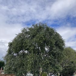 Saratoga Tree Service