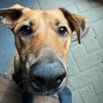 Walking Buddies Pet Service - Sidney Baby - Pet Sitting Near Me - Lagrange, New York Walking Buddies Pet Service - Sidney Baby - Pet Sitting Near Me - Lagrange, New York