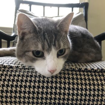 Pet Pals NJ - Pet Sitting Near Me Pet Pals NJ - Pet Sitting Near Me