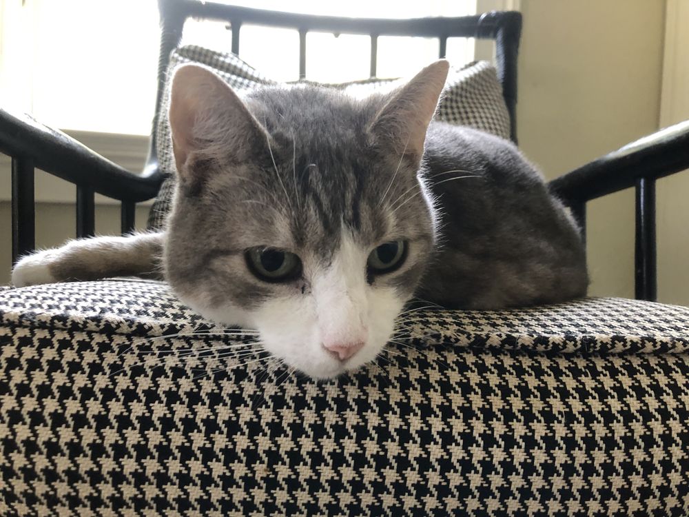 Pet Pals NJ Image