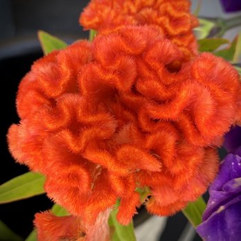 The Floral Craft - Brilliant Coxcomb - Florists Near Me - La Mesa, California The Floral Craft - Brilliant Coxcomb - Florists Near Me - La Mesa, California