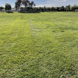 Elena Talbott Park - Lots of green grass!