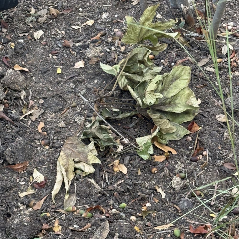Dead plants Dead plants