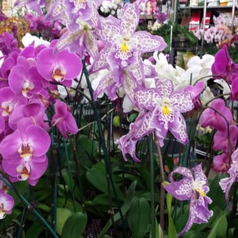 Flora Clay - Orchid heaven - Florists Near Me - Los Angeles, California Flora Clay - Orchid heaven - Florists Near Me - Los Angeles, California