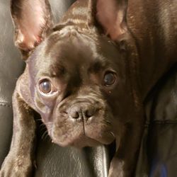 Wet Kisses Pet Company - Our little man milo