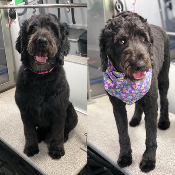 Furry Land - Lubbock - Pet Groomers Near Me