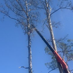 Bennett's Tree Service - Cutting top out of tall pine tree