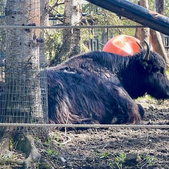 The Alaska Zoo - Yak?? - Zoos Near Me - Anchorage, Alaska The Alaska Zoo - Yak?? - Zoos Near Me - Anchorage, Alaska