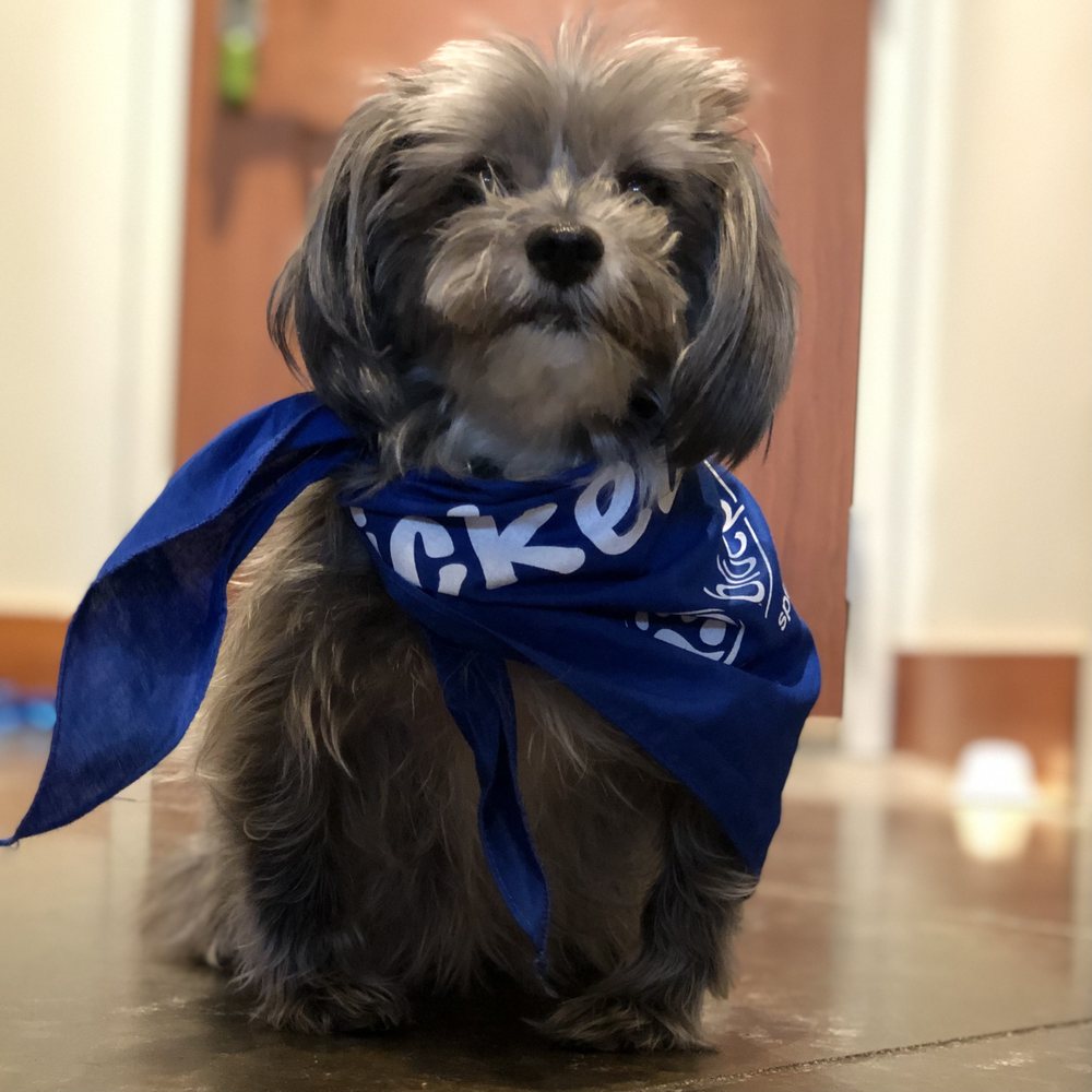 BluePearl - Overland Park - Veterinarians Near Me - Overland Park, Kansas
