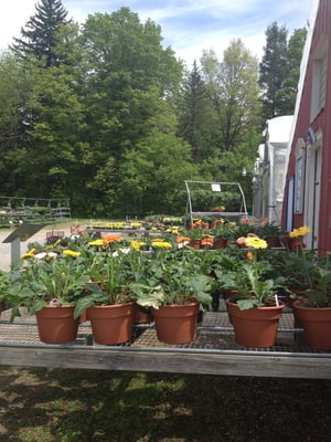 Miller Farm & Greenhouse