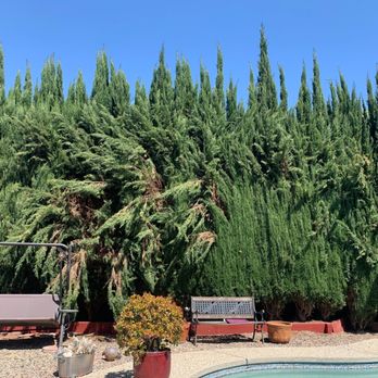 Chavez Tree Service - Before - Tree Services Near Me - Tracy, California Chavez Tree Service - Before - Tree Services Near Me - Tracy, California