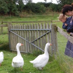 Newgrange Farm - Geese!