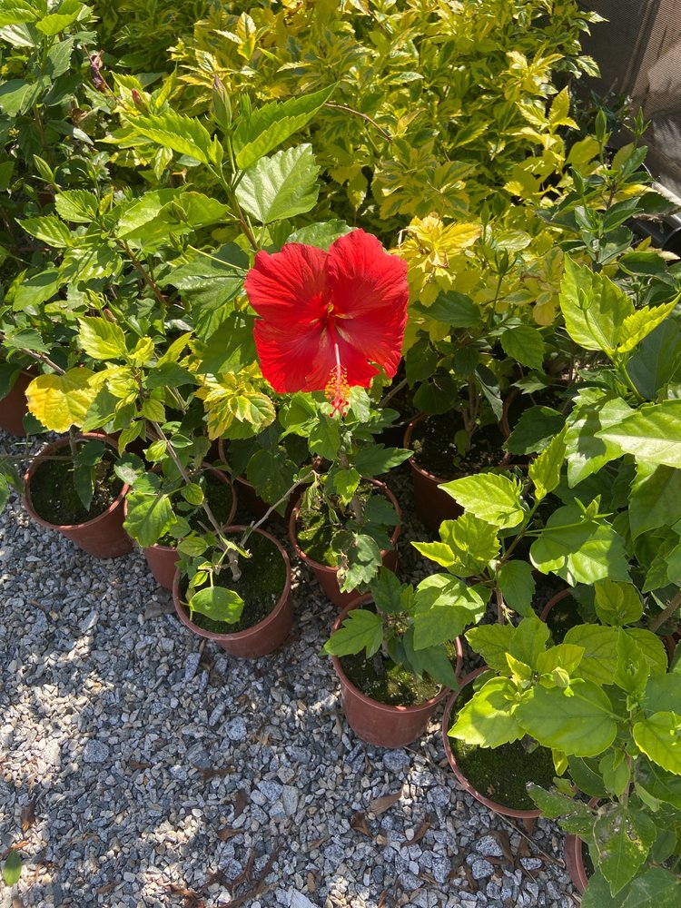 SUNSHINE GROWERS NURSERY 159 Photos & 142 Reviews Nurseries